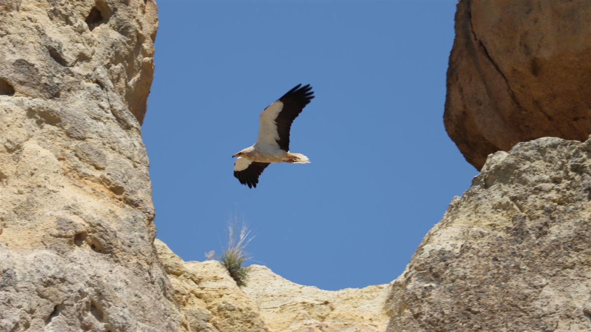 Egyptian Vulture