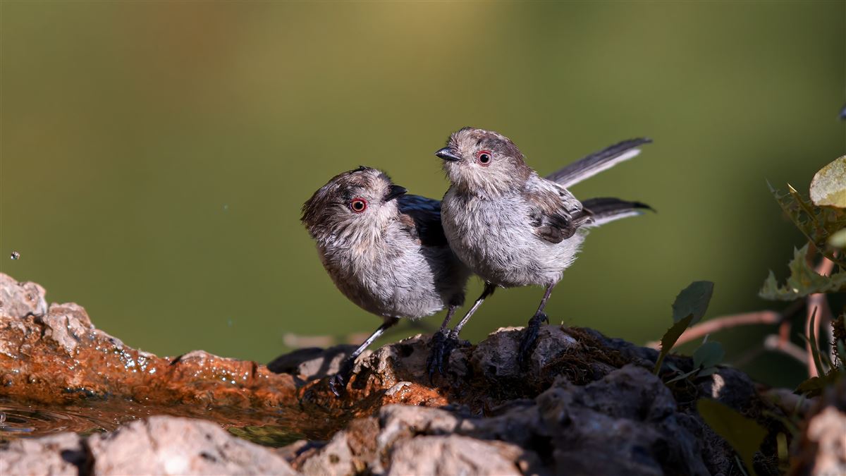 Long-tailed Tit