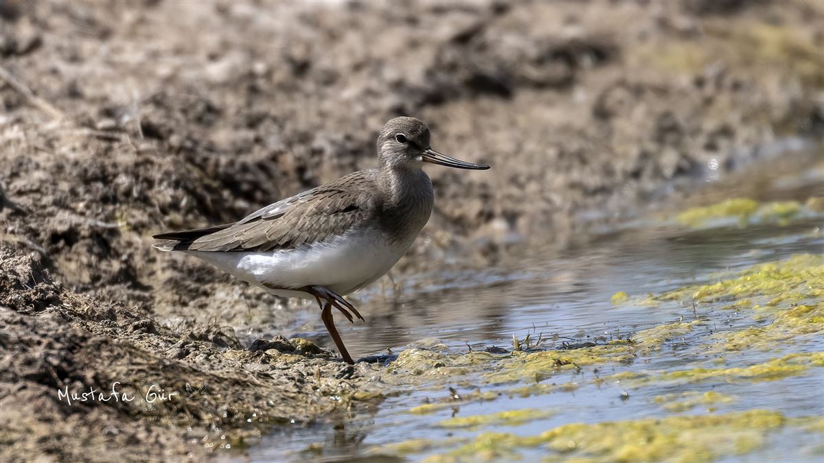Terek Sandpiper