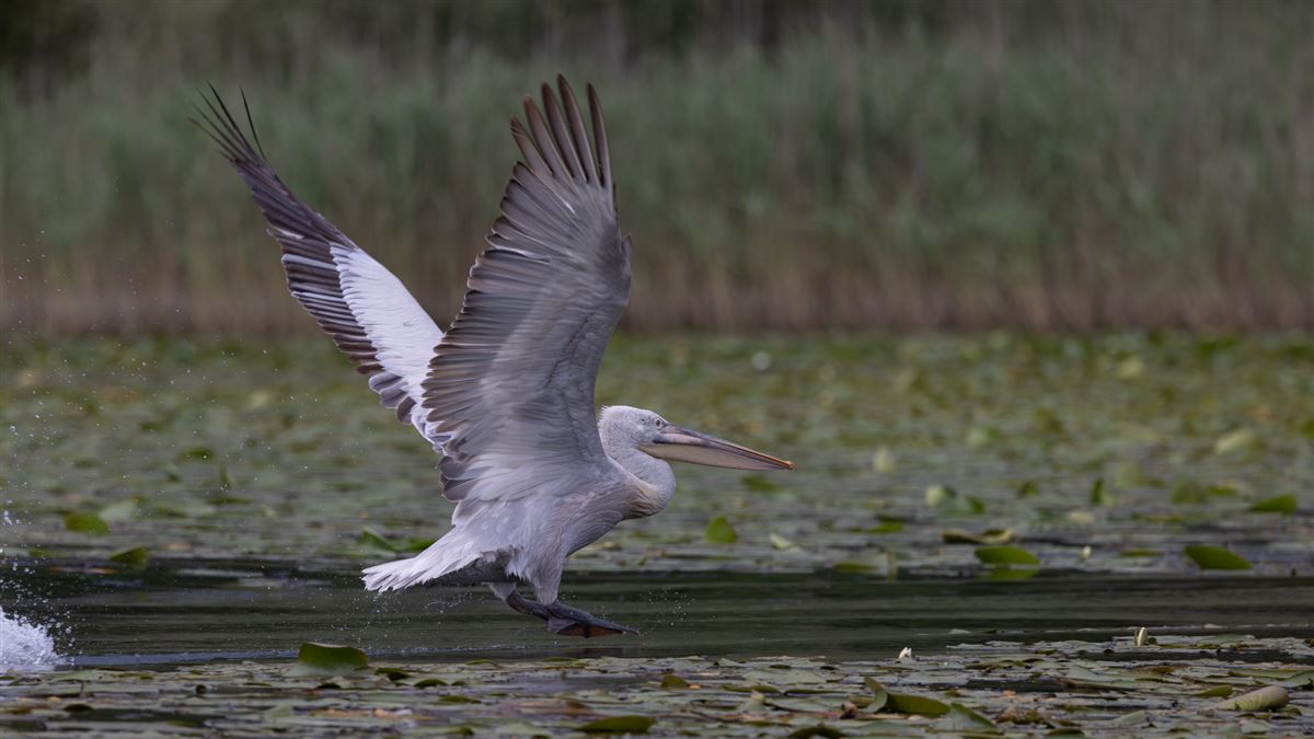 Dalmatian Pelican