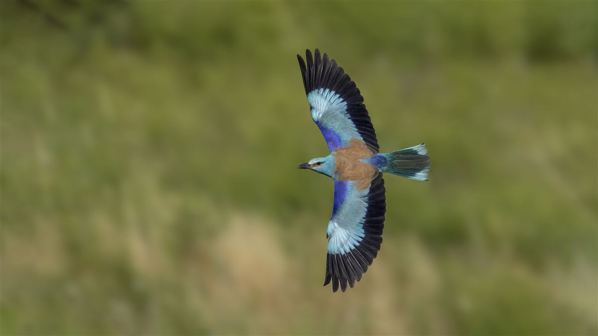 European Roller