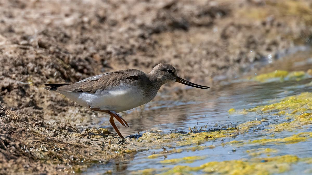 Terek Sandpiper
