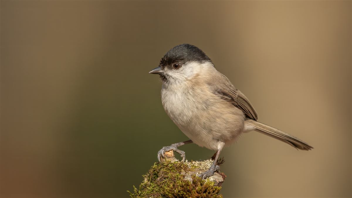 Marsh Tit