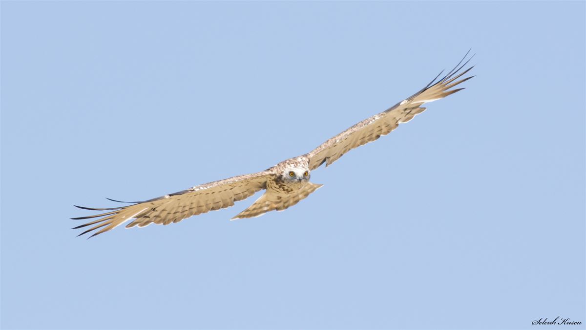 Yılan kartalı