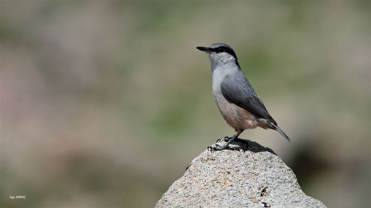Western Rock Nuthatch