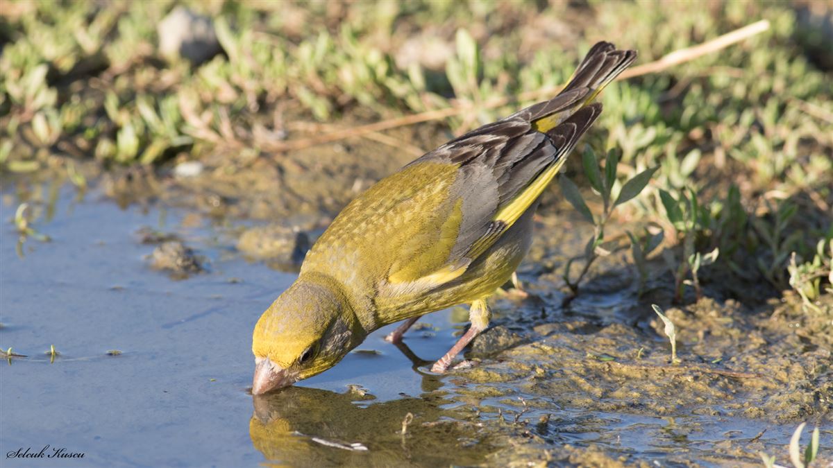 European Greenfinch
