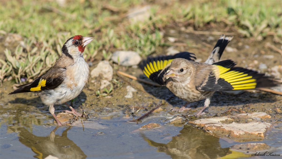 European Goldfinch
