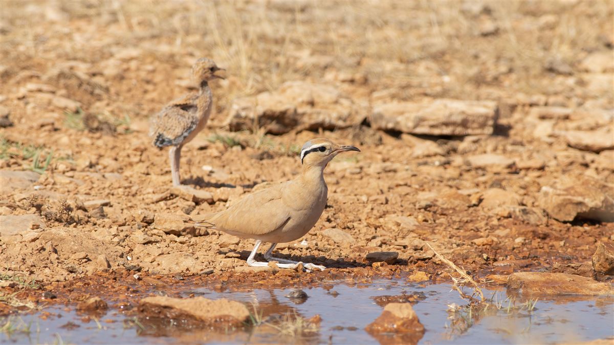Cream-colored Courser