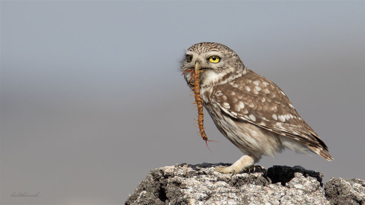 Little Owl