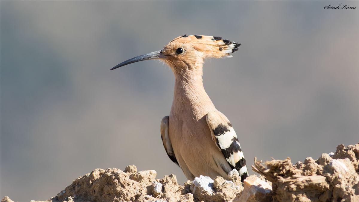 Common Hoopoe