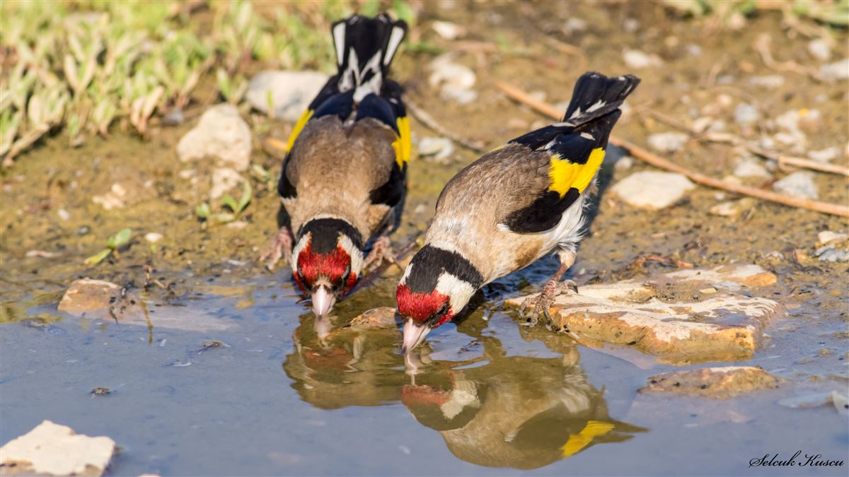 European Goldfinch