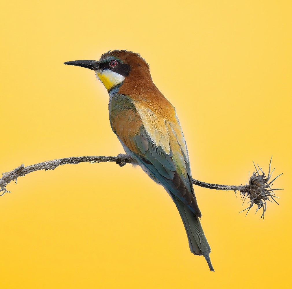European Bee-eater