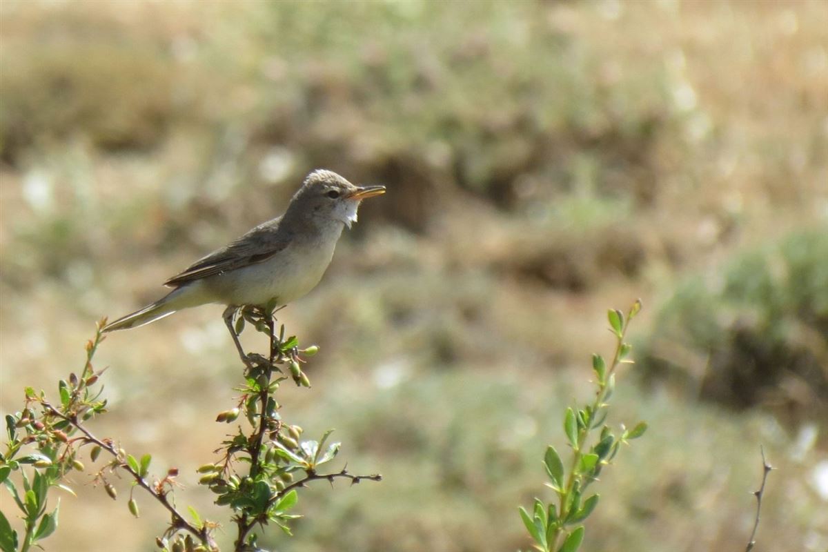 Eastern Olivaceous Warbler