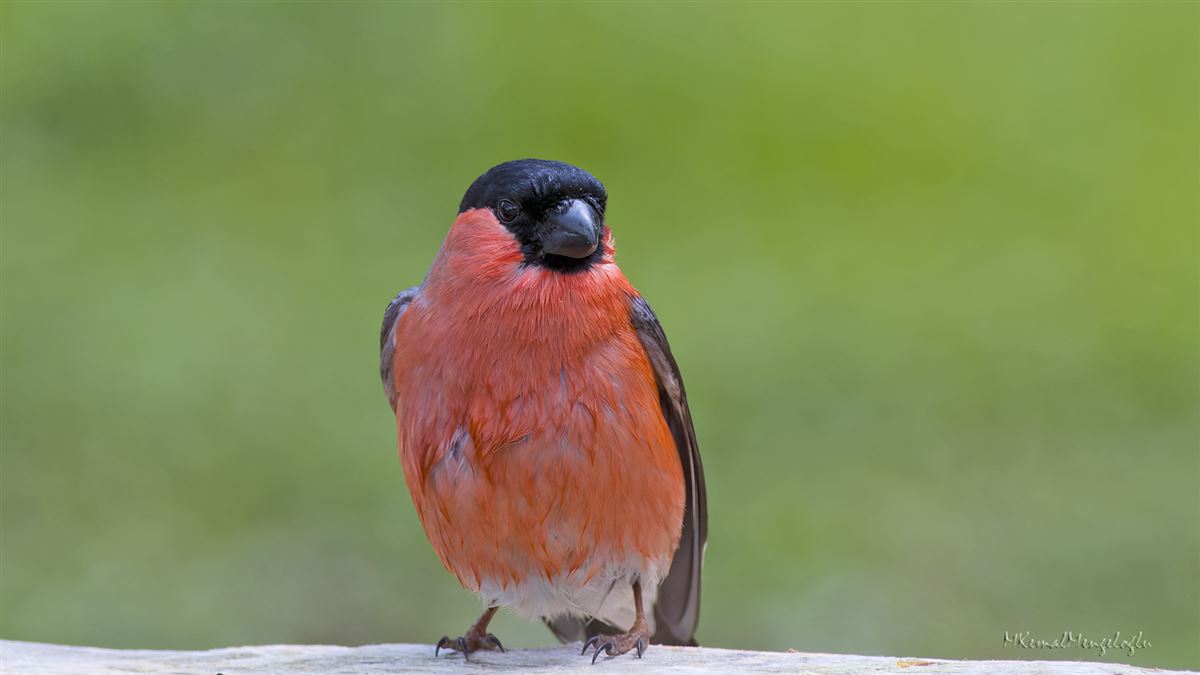 Eurasian Bullfinch