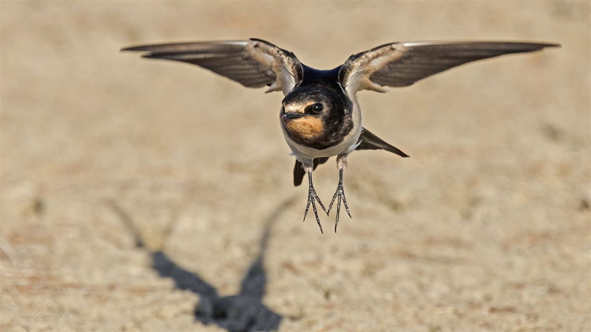 Barn Swallow