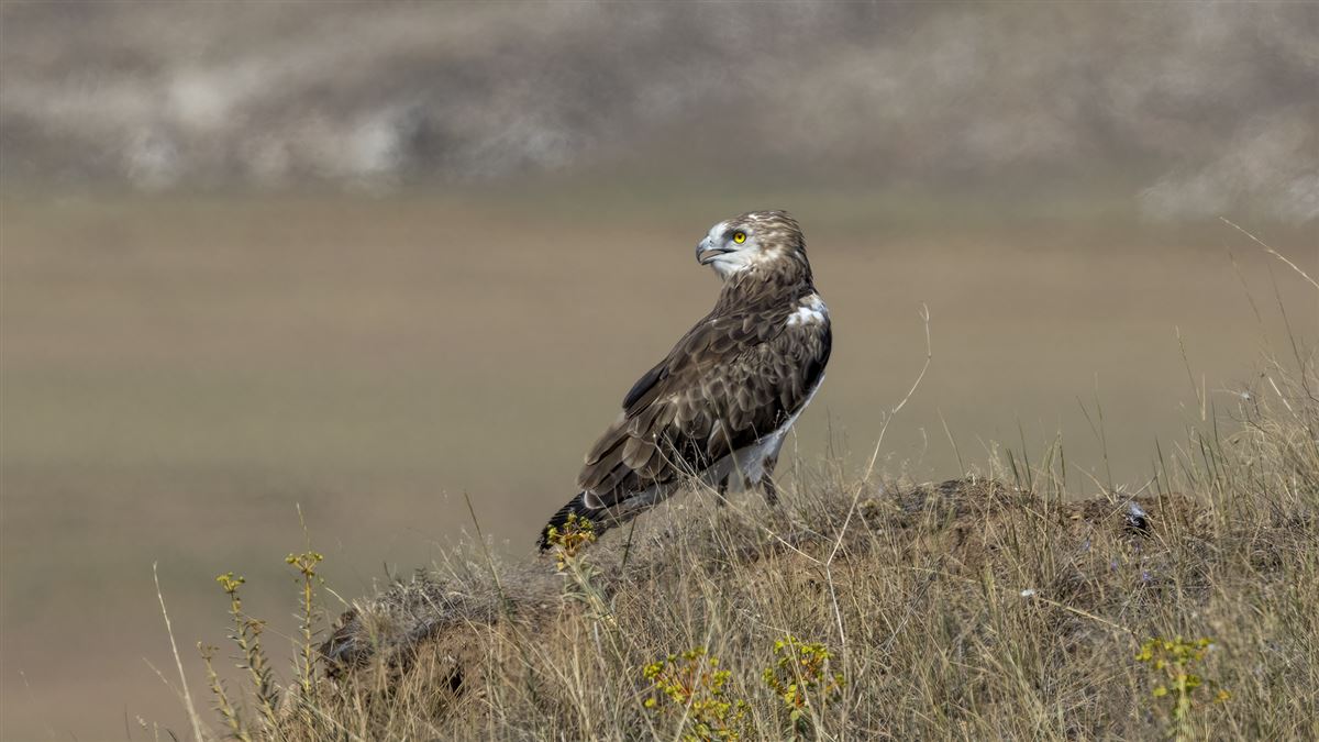 Short-toed Snake Eagle