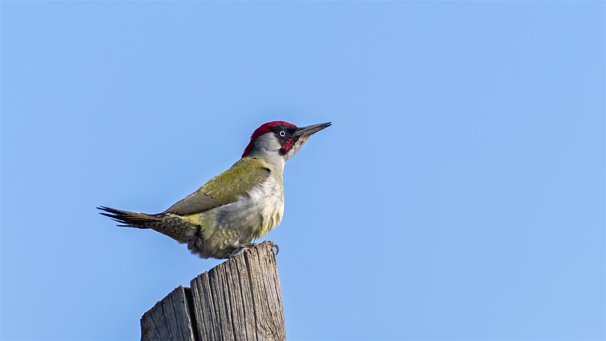 European Green Woodpecker