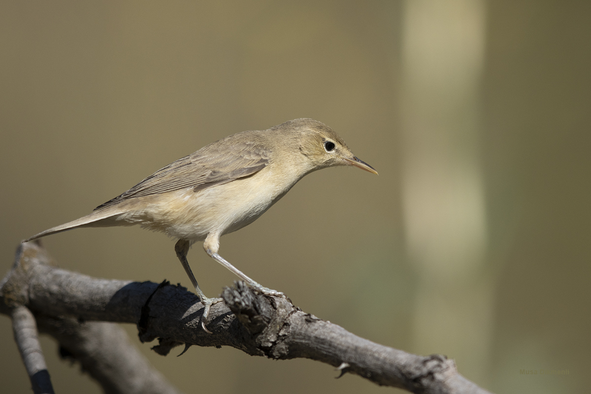 Common Reed Warbler