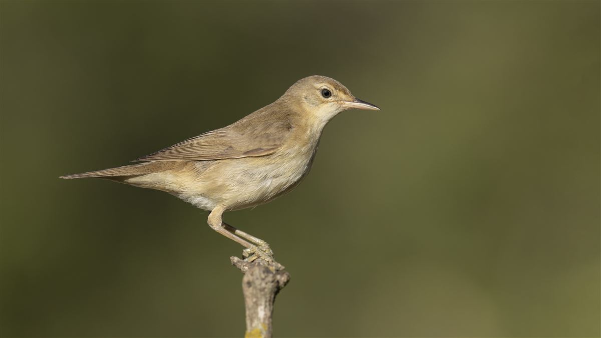 Marsh Warbler