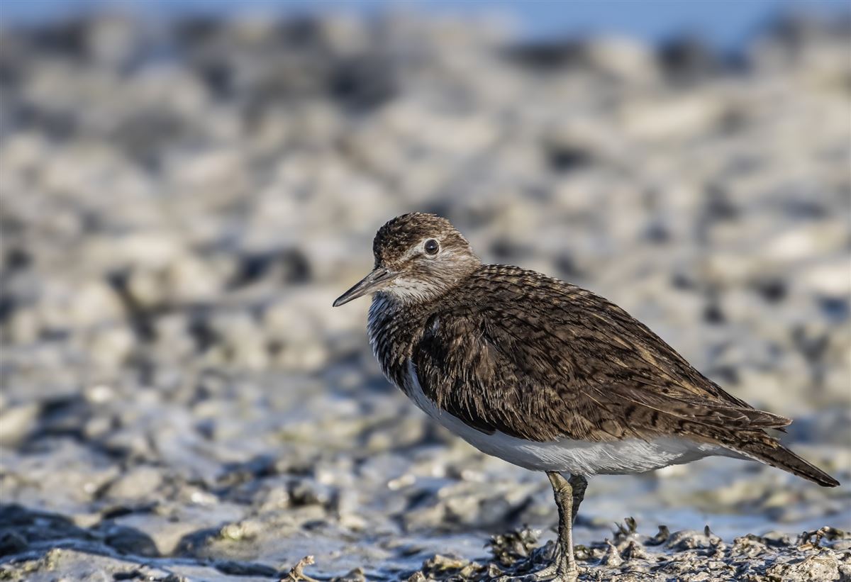 Common Sandpiper