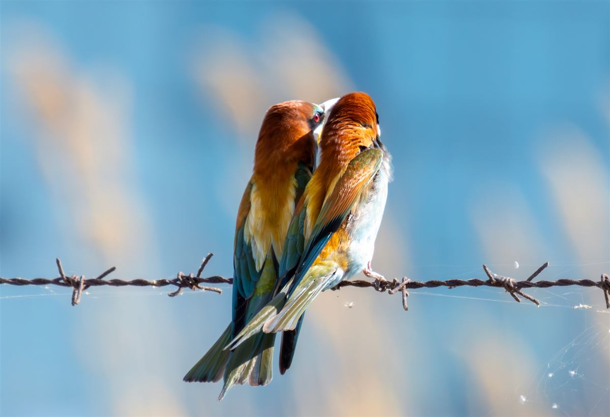 European Bee-eater
