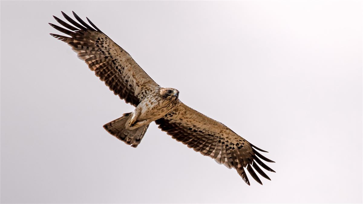 Booted Eagle