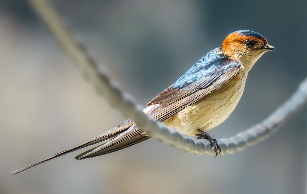 European Red-rumped Swallow