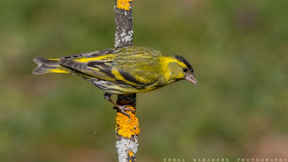 Eurasian Siskin