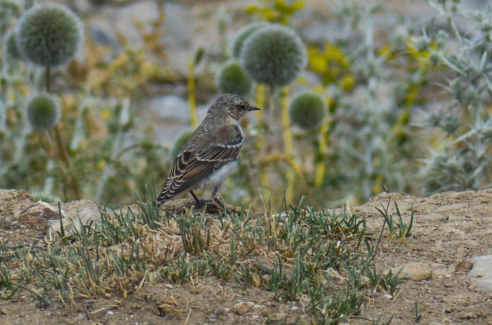 Northern Wheatear