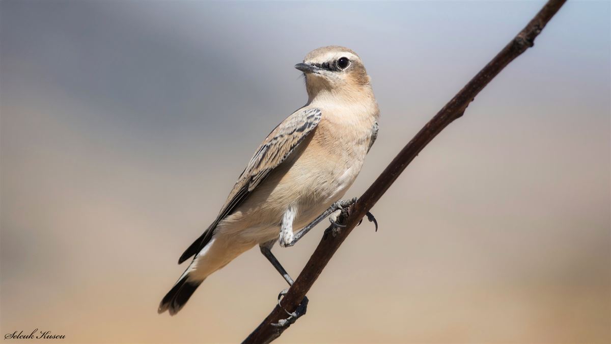 Northern Wheatear
