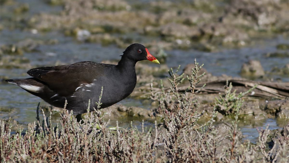 Common Moorhen