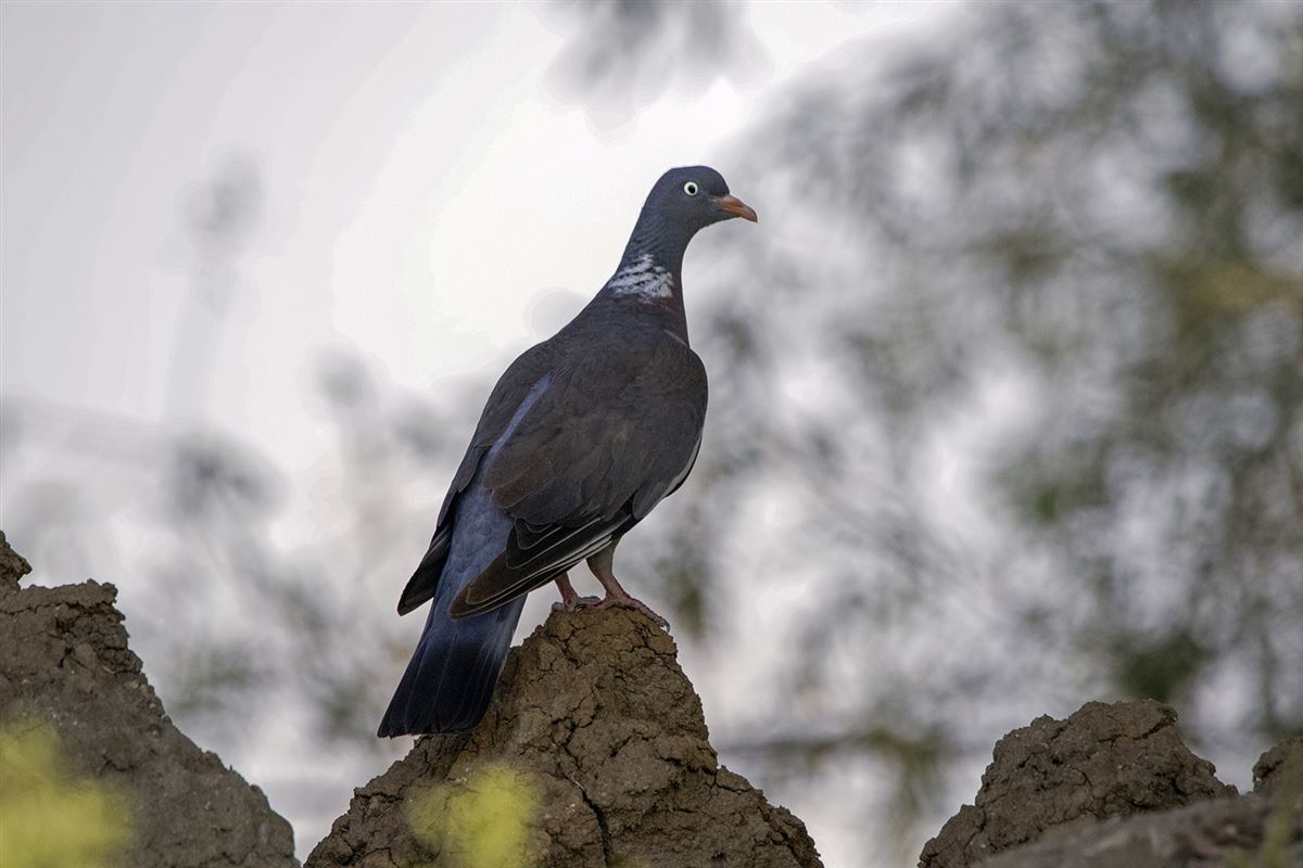 Common Wood Pigeon