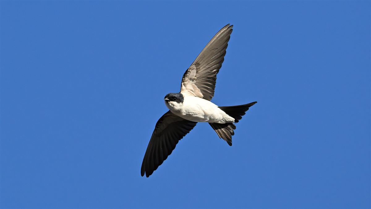 Western House Martin