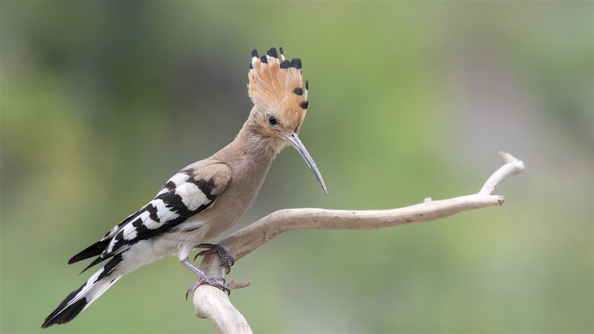 Common Hoopoe