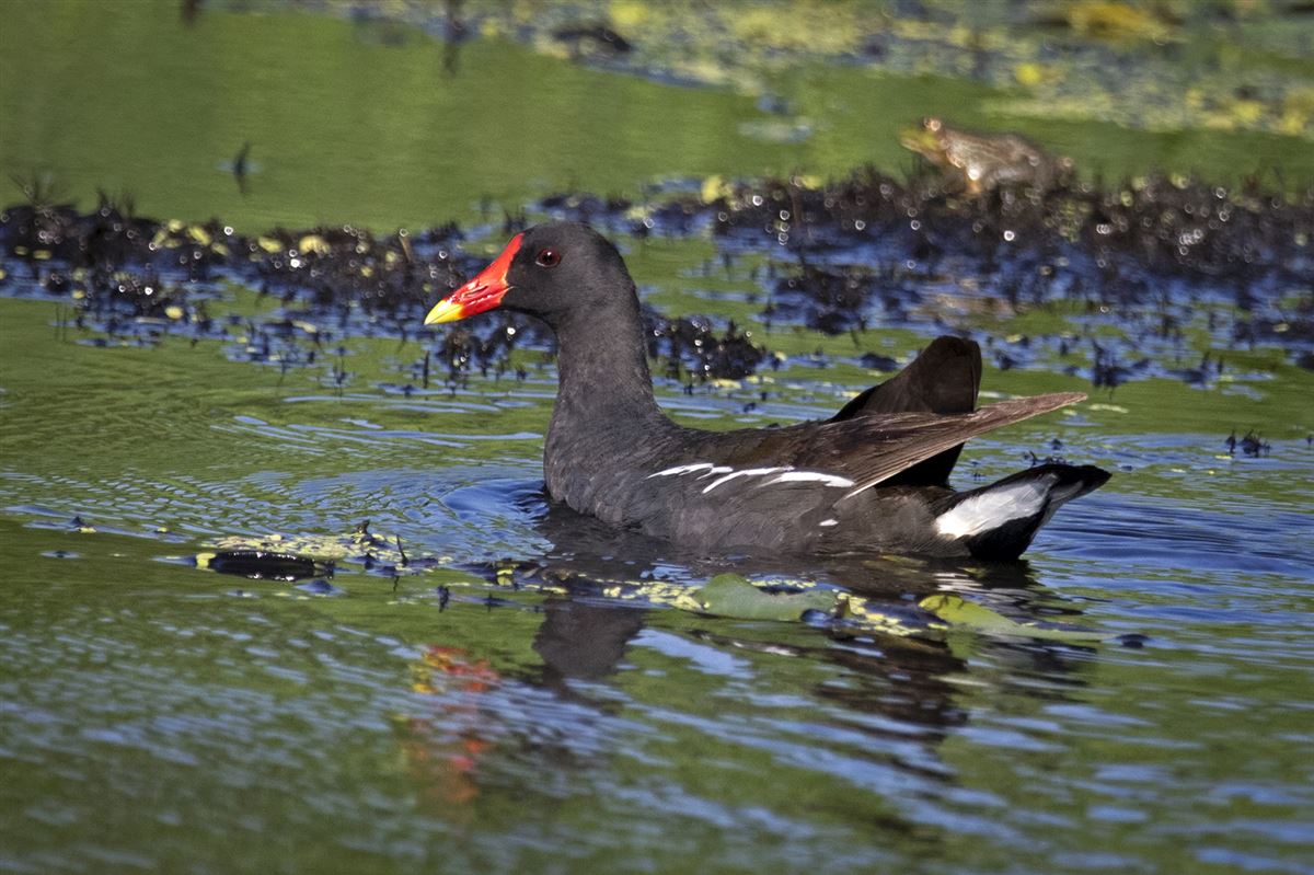 Common Moorhen