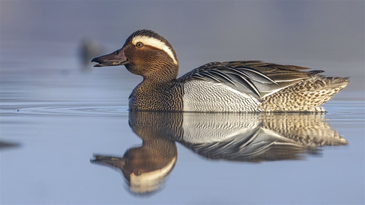 Garganey