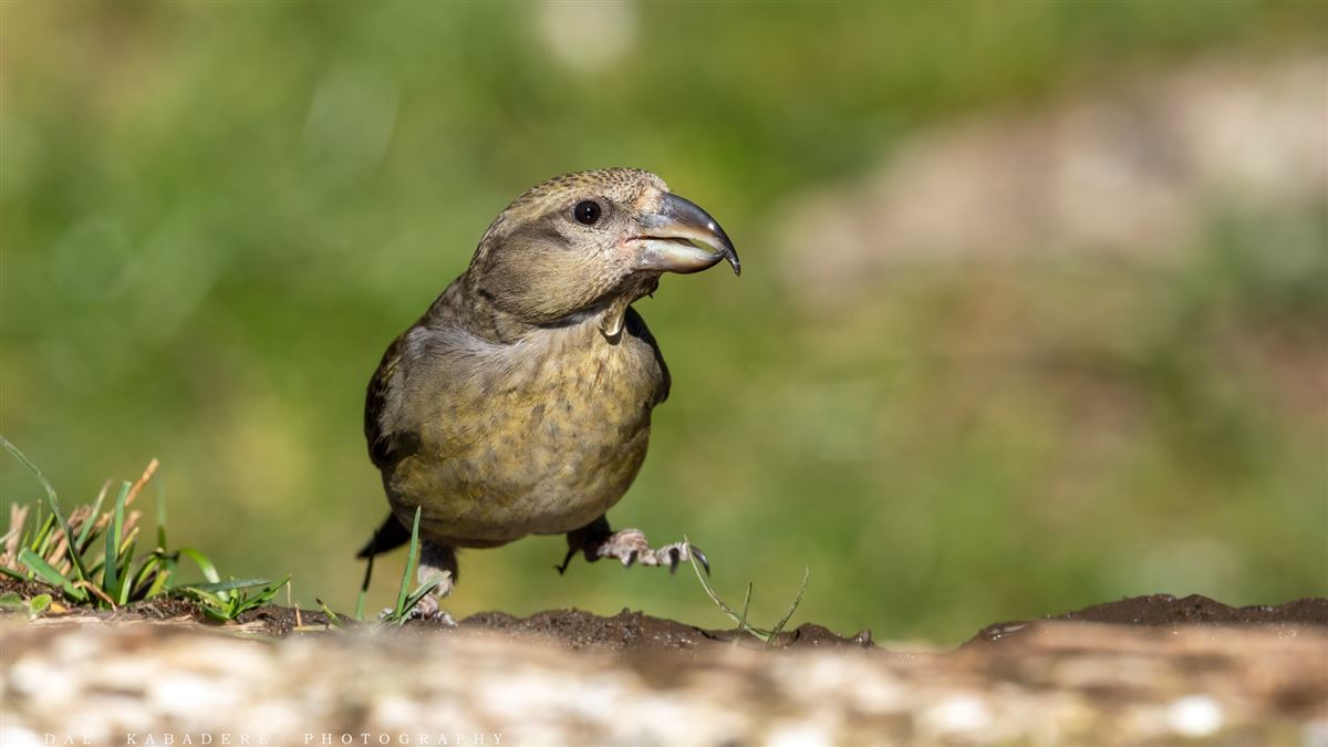 Red Crossbill