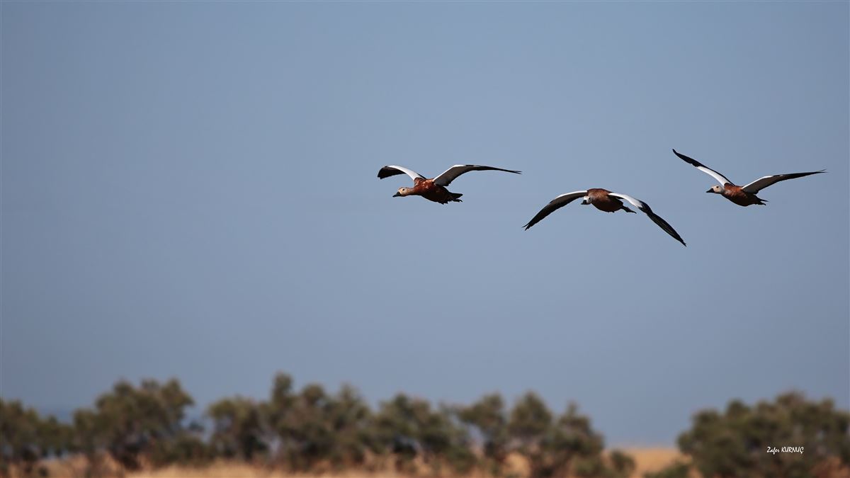 Ruddy Shelduck