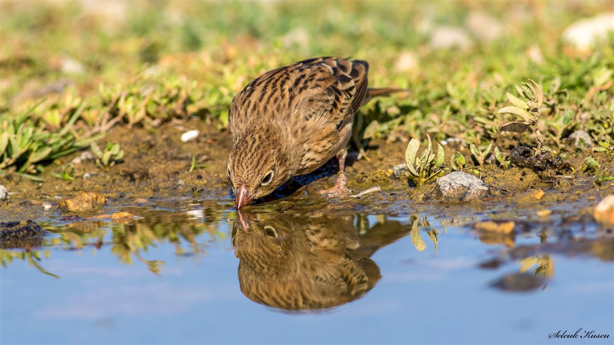 Ortolan Bunting