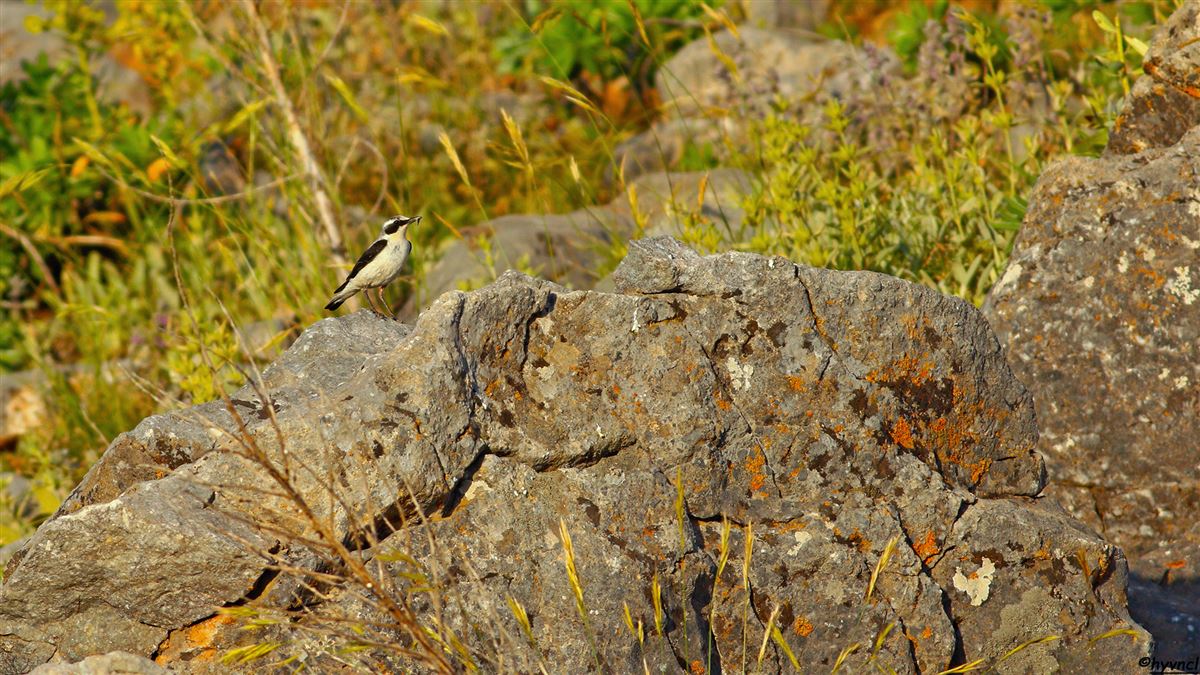 Northern Wheatear