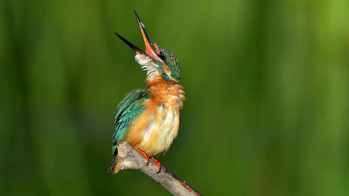 Common Kingfisher