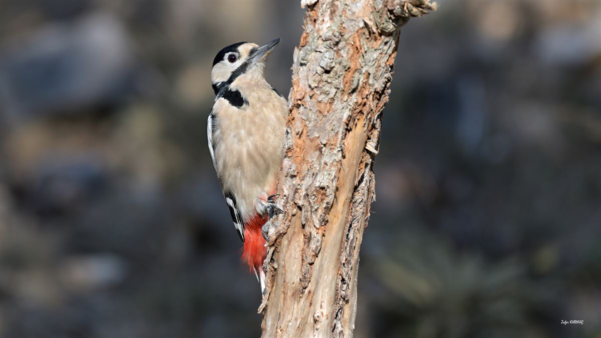 Great Spotted Woodpecker