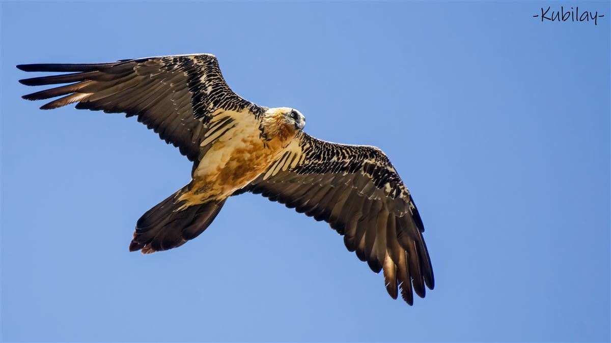 Bearded Vulture