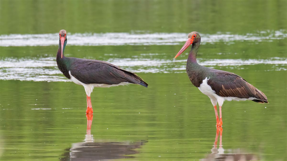 Black Stork
