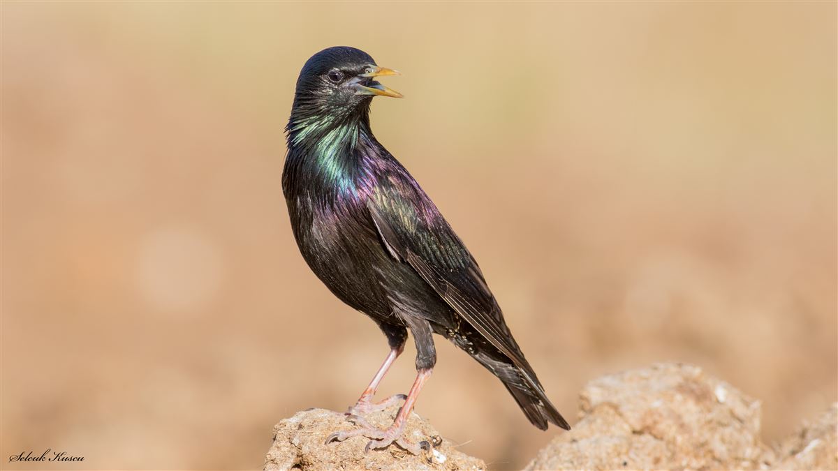 Common Starling