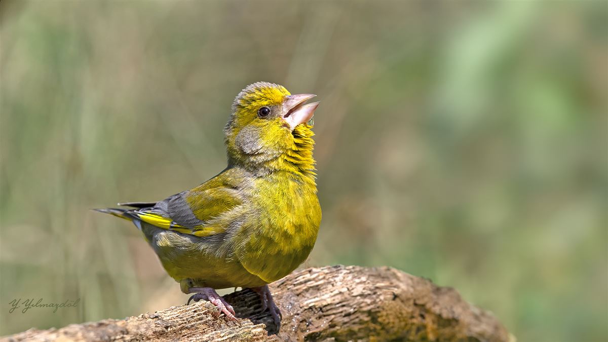 European Greenfinch