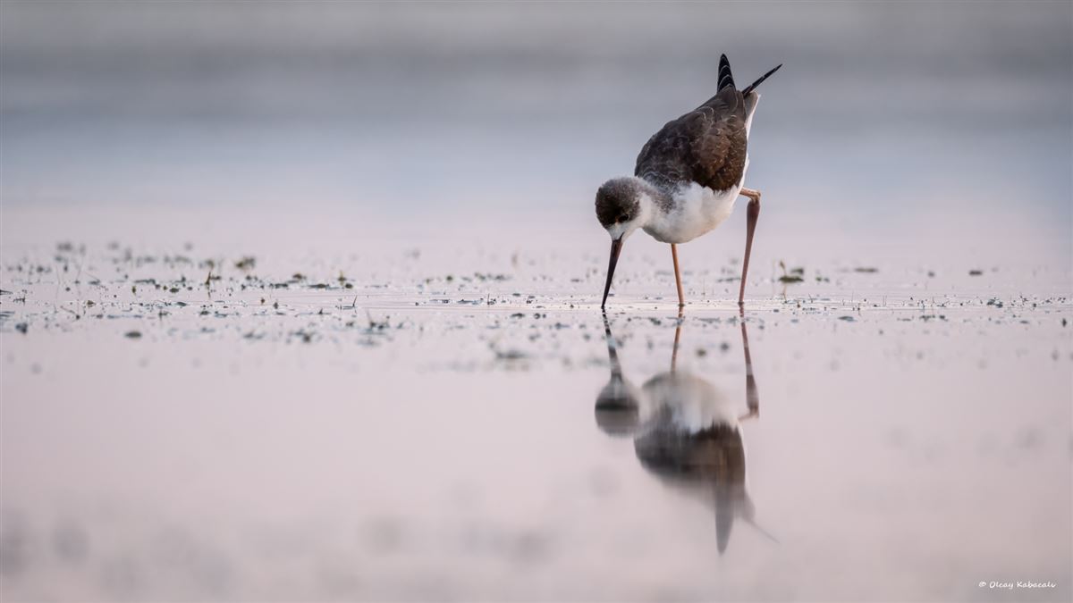 Black-winged Stilt