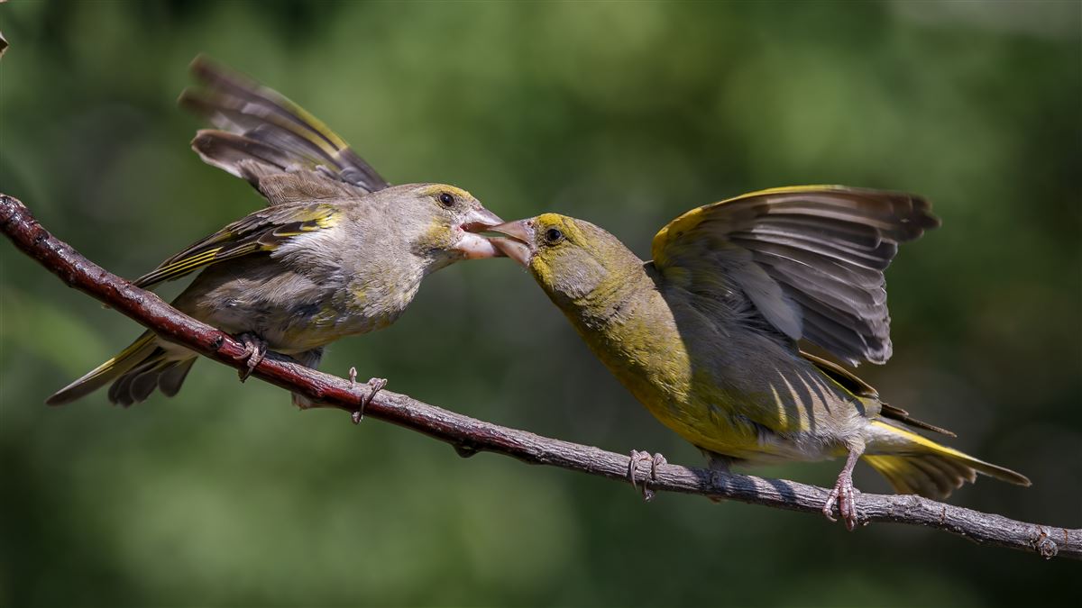 European Greenfinch