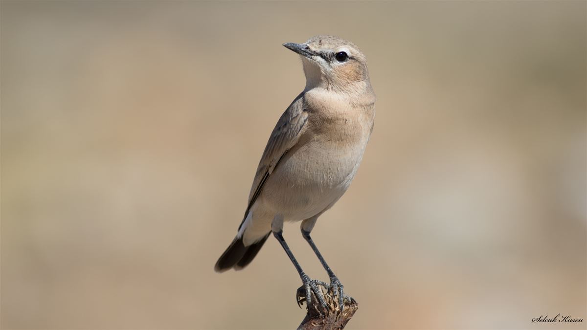 Isabelline Wheatear