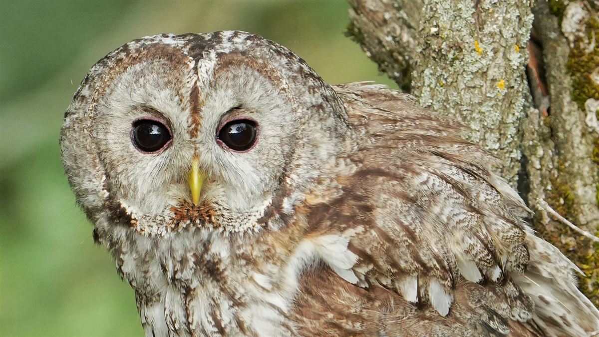 Tawny Owl